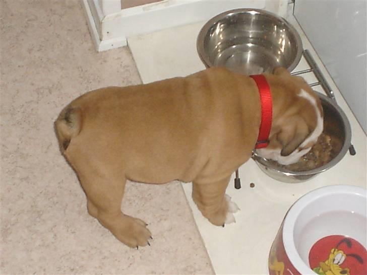 Engelsk bulldog Maggie billede 2