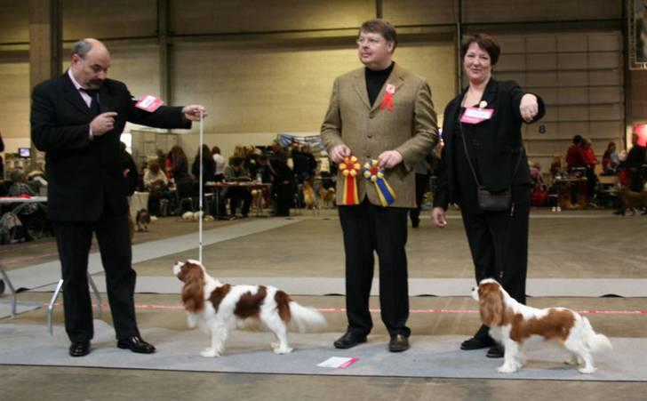 Cavalier king charles spaniel Donna - Her bliver Donna BOS, er blevet DKCH og fik CACIB billede 12