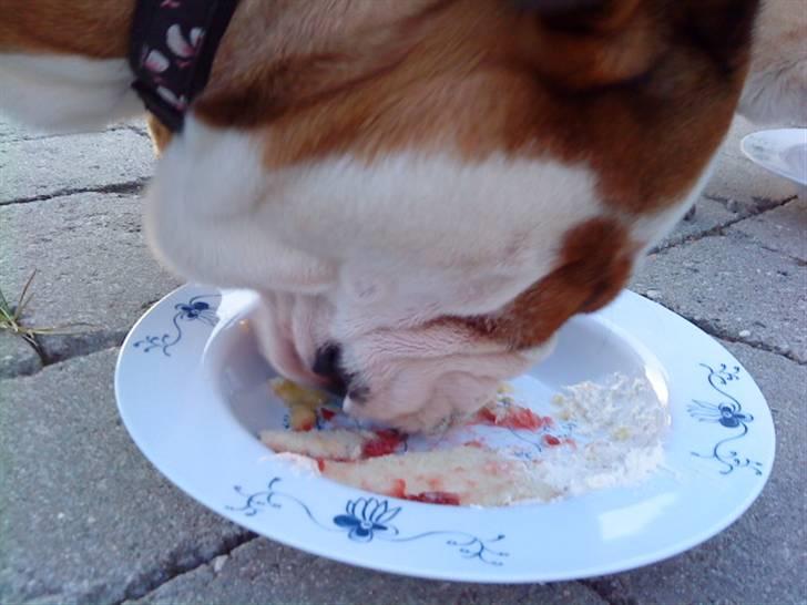 Engelsk bulldog Maggie - Uuuh det er godt at fylde 2 år... billede 4