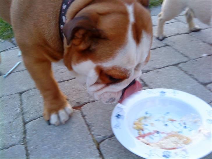 Engelsk bulldog Maggie - Uhm mums! billede 5
