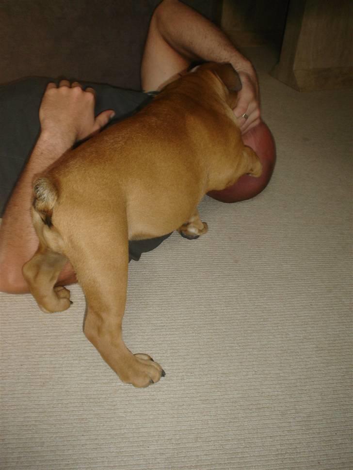 Engelsk bulldog Maggie billede 6