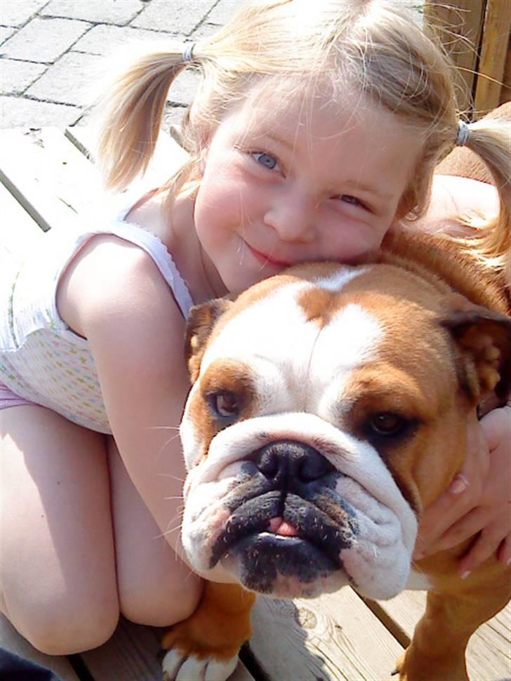 Engelsk bulldog Maggie - Mine søde tøser... ;o) billede 7