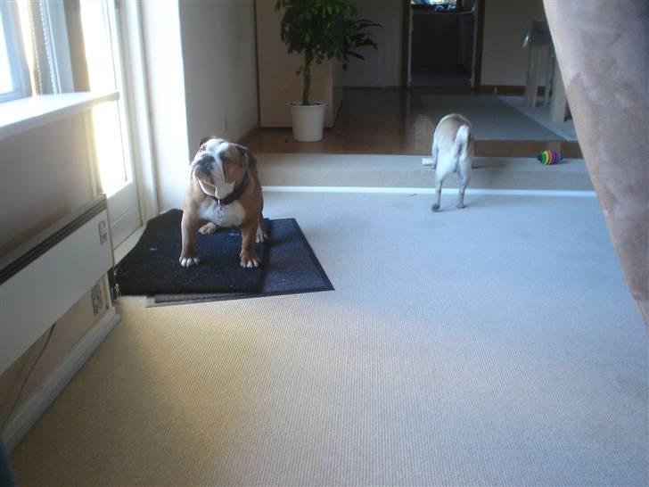 Engelsk bulldog Maggie billede 8