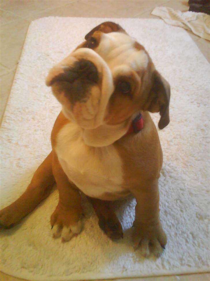 Engelsk bulldog Maggie billede 9