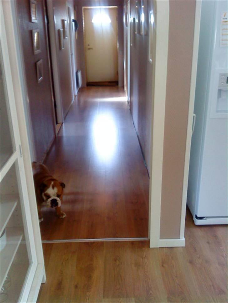 Engelsk bulldog Maggie - Nyt gulv siger du??! Hvor???? billede 10