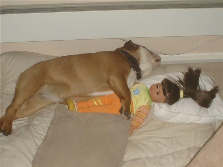 Engelsk bulldog Maggie billede 11