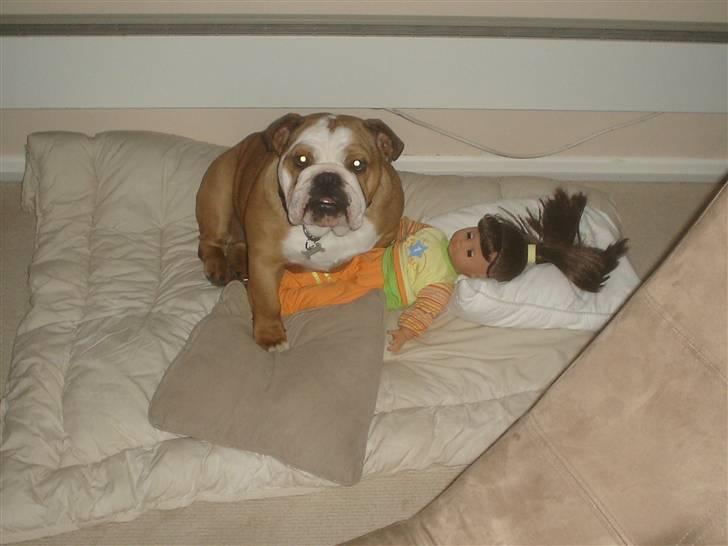 Engelsk bulldog Maggie billede 12