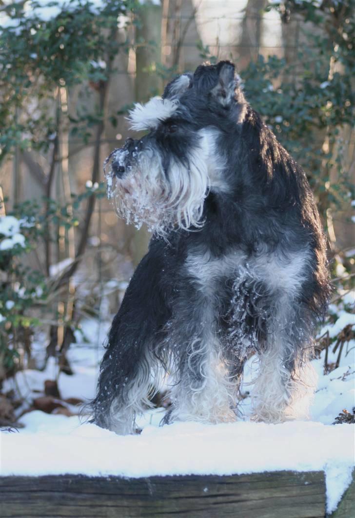 Dvaergschnauzer Nida billede 19