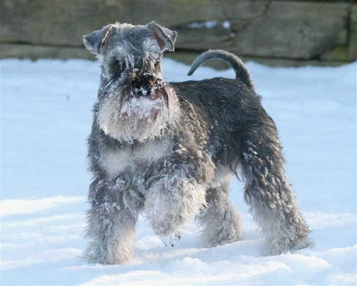 Dvaergschnauzer Dina billede 20