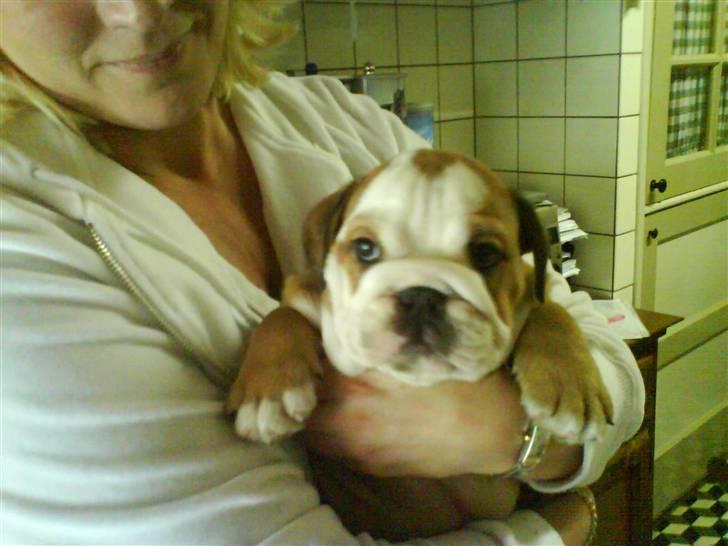 Engelsk bulldog Maggie billede 13