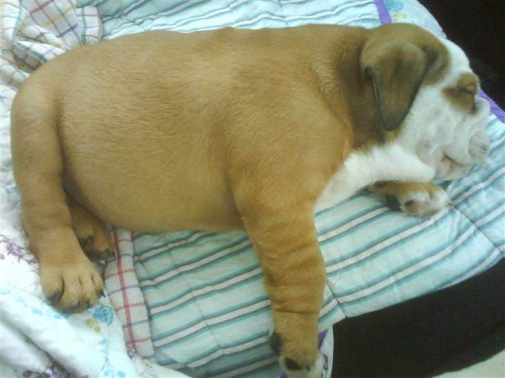 Engelsk bulldog Maggie billede 14