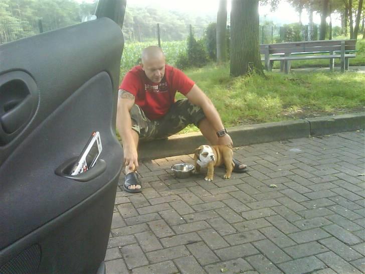 Engelsk bulldog Maggie billede 15