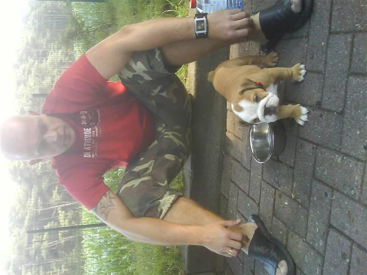 Engelsk bulldog Maggie billede 16