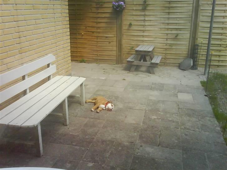 Engelsk bulldog Maggie billede 17