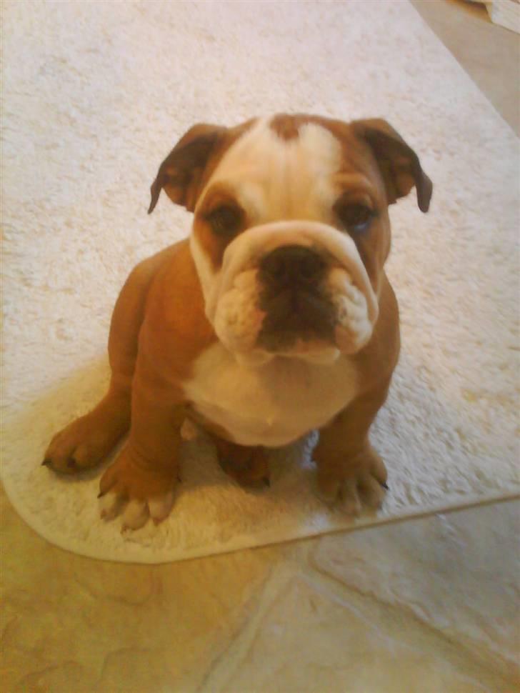 Engelsk bulldog Maggie billede 18