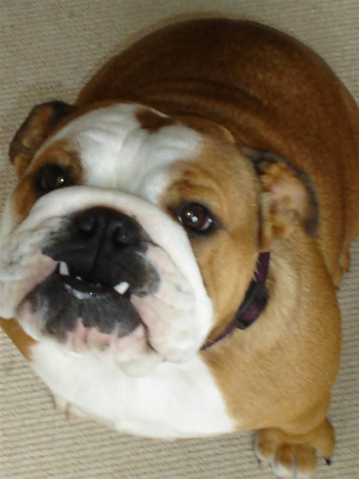 Engelsk bulldog Maggie billede 19