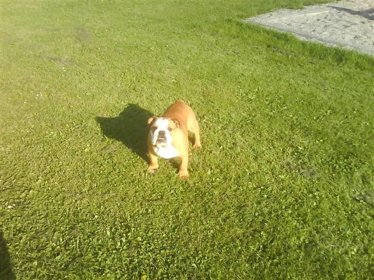 Engelsk bulldog Maggie billede 20