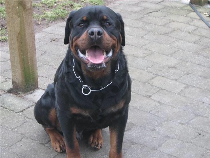 Rottweiler Vom Hause Wennora- Aslan  - 27 måneder - nyt billede 13