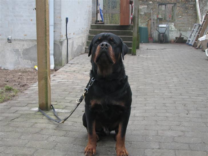 Rottweiler Vom Hause Wennora- Aslan  - 27 måneder - nyt billede 14