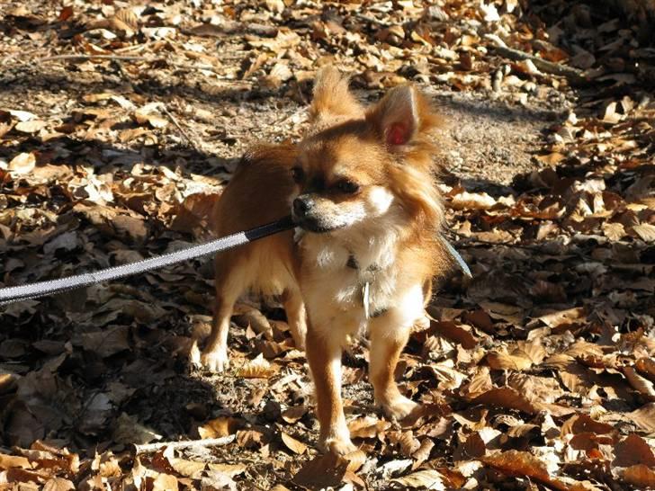 Chihuahua Pequeno....me Joy *ASLAN* - Aslan i skoven billede 2