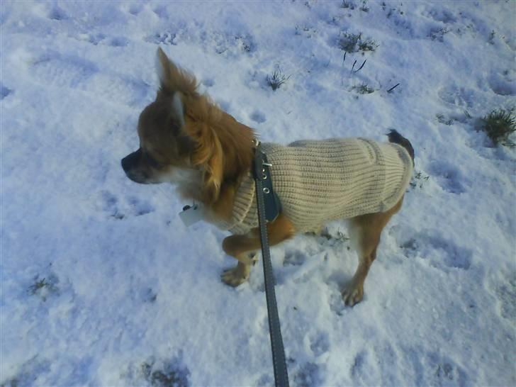 Chihuahua Pequeno....me Joy *ASLAN* - Aslan i januar sneen. billede 6