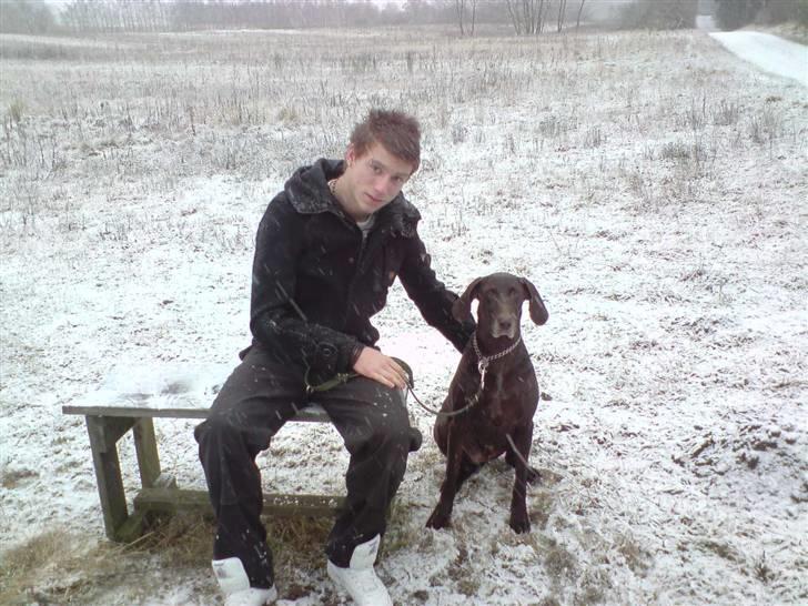 Korthåret hønsehund Tyson - ham kenneth er sku lidt sjov, ikk tyson :) billede 7