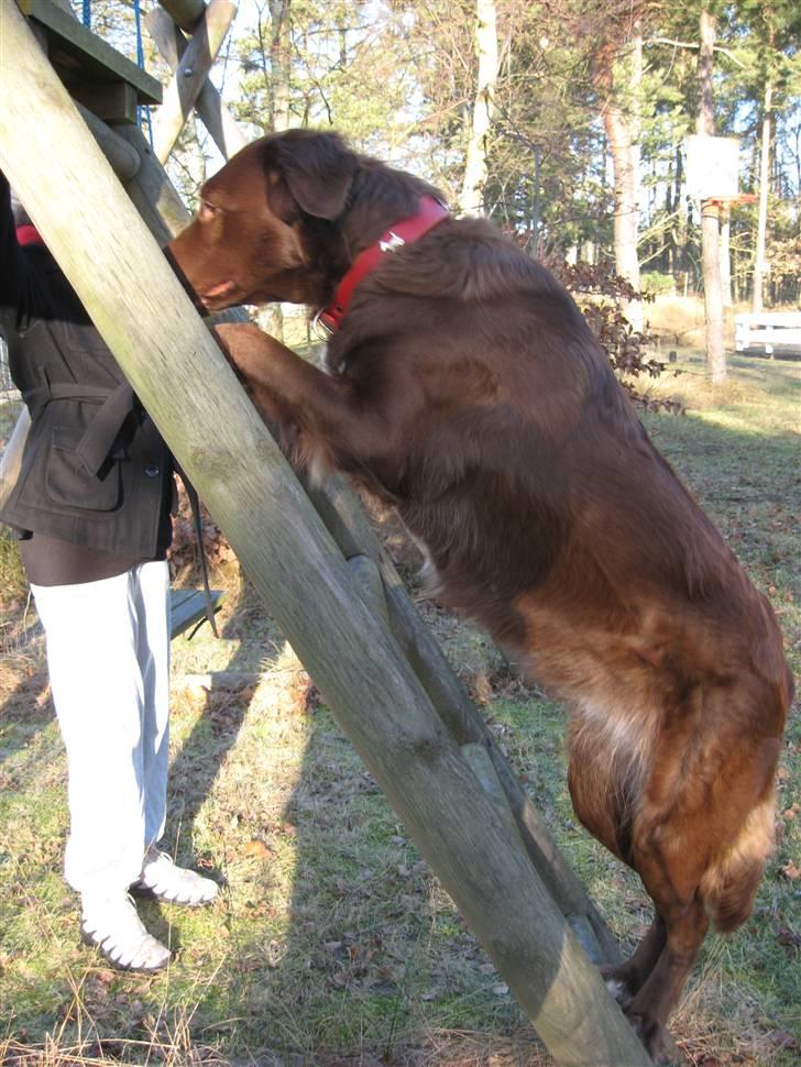 Blanding af racer Sigge - Sigge på vej op ad stigen<33 Hun er en haj til at kravle<33 billede 17