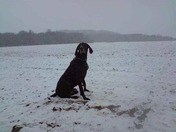 Korthåret hønsehund Tyson billede 8