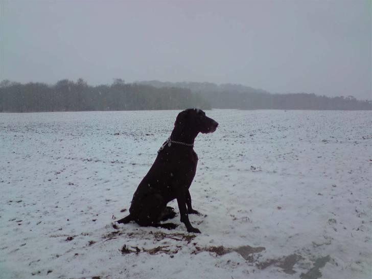 Korthåret hønsehund Tyson billede 9