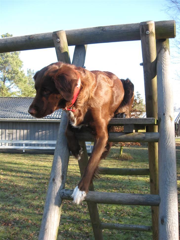 Blanding af racer Sigge - Weeehh...Min udkigspost<33 får jeg ikk noget mad for det her??<33 billede 18