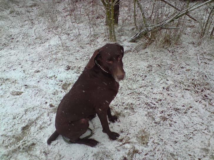 Korthåret hønsehund Tyson billede 10