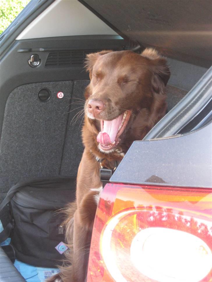 Blanding af racer Sigge - Gaaaaaabbb!!! billede 19