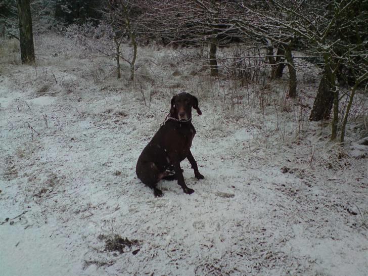 Korthåret hønsehund Tyson billede 11