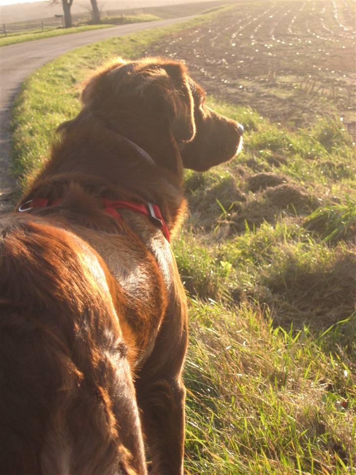 Blanding af racer Sigge - På tur.. Har vidst fået øje på noget :O <3 billede 20