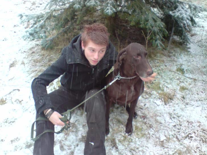 Korthåret hønsehund Tyson - vi har vist fået øje på det samme :) billede 13