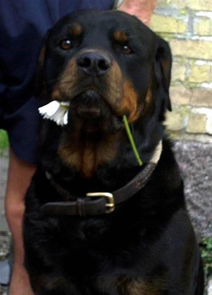 Rottweiler bacchus - EFTER EN DEJLIG TRÆNINGS WEEKEND billede 1
