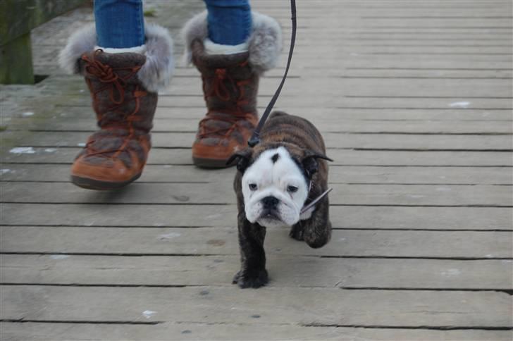 Engelsk bulldog All Inclusive - Daimi - første gang at vi er ude at gå... 11 uger billede 6