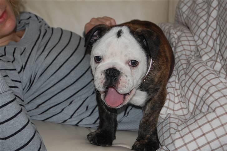 Engelsk bulldog All Inclusive - Daimi - Oppe i sofaen hos mor - Det er hygge! billede 7