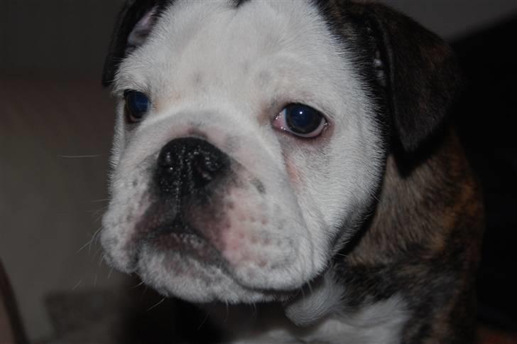 Engelsk bulldog All Inclusive - Daimi - 11 uger billede 8