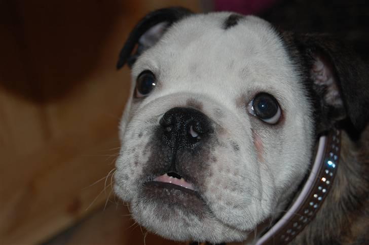 Engelsk bulldog All Inclusive - Daimi - 11 uger og meget farlig :) billede 9