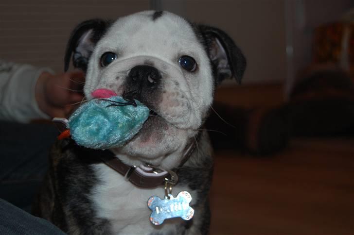 Engelsk bulldog All Inclusive - Daimi - Sikken fin mus de katte har... Den snupper jeg. billede 10