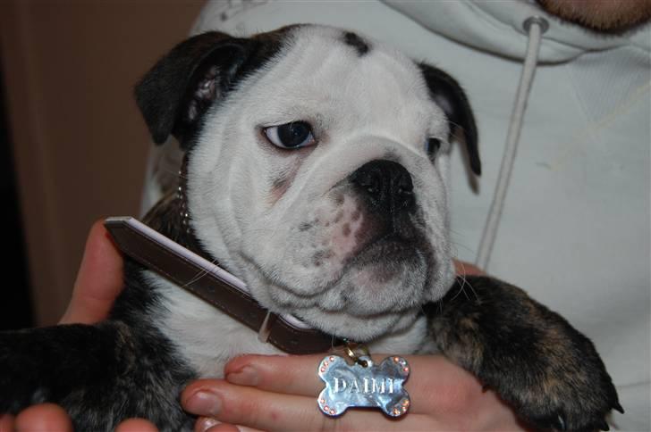 Engelsk bulldog All Inclusive - Daimi - Oppe hos far... billede 11