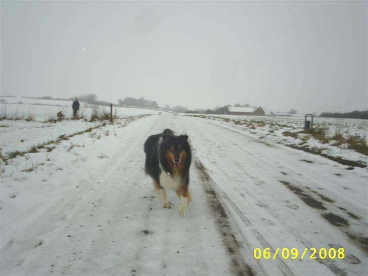 Collie langhåret Jazz ( Pensionisten ) R.I.P billede 6