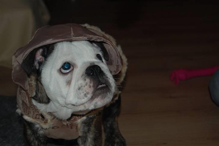 Engelsk bulldog All Inclusive - Daimi - Øv... Jeg gider da ikke gå med sådan en grim jakke billede 12