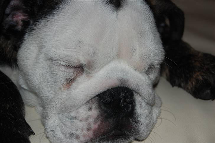 Engelsk bulldog All Inclusive - Daimi - 12 uger gammel billede 13