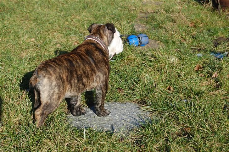 Engelsk bulldog All Inclusive - Daimi - Dejlige solskinsdag, hvor man rigtig kan jagte blade billede 14