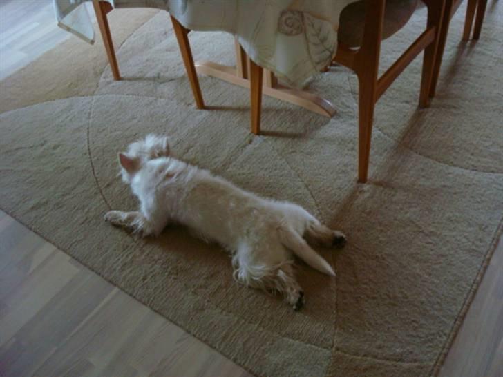 West highland white terrier Victor Wistie - jeg er bare så træt jeg har lige været på skovtur billede 6