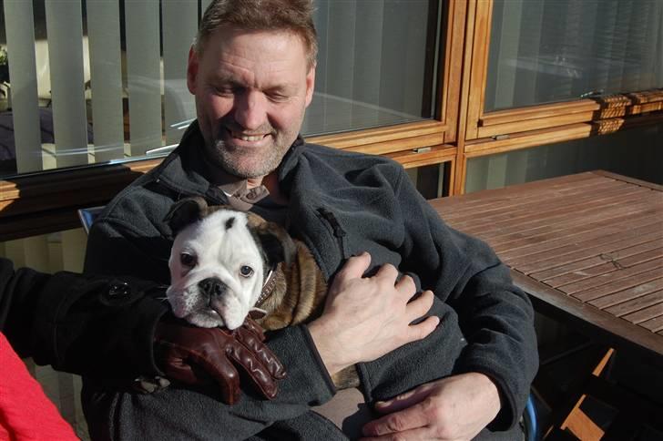 Engelsk bulldog All Inclusive - Daimi - Oppe hos Morfar  billede 15