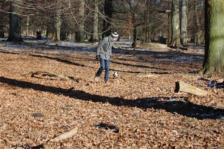 Engelsk bulldog All Inclusive - Daimi - Så var vi en tur i dyrehaven - Det var ikke meget der blev gået, men hyggeligt var det billede 16