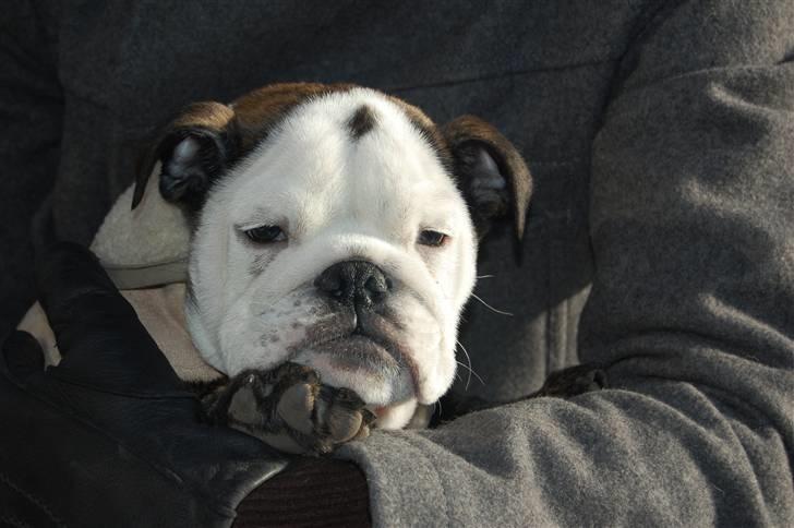 Engelsk bulldog All Inclusive - Daimi - Træt efter gåtur - Vi andre fik noget varmkakao, mens hun slappede af billede 17